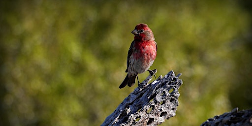 Birding Basics @ Hilltop Arboretum - Evening Class (Fall 2023) primary image