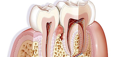 Periodontal Update for General Dentist -In Person primary image