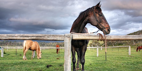 Horses - Graze them in a sustainable way