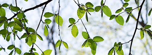 Collection image for Reuniting Sydenham Hill Wood and Dulwich Wood