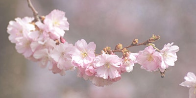 Hauptbild für Magic of the Spring Equinox