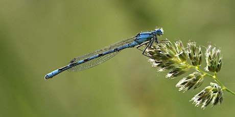 Identifying Dragonflies and Damselflies