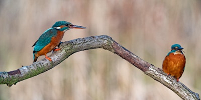 Hauptbild für Wildlife Photography Course