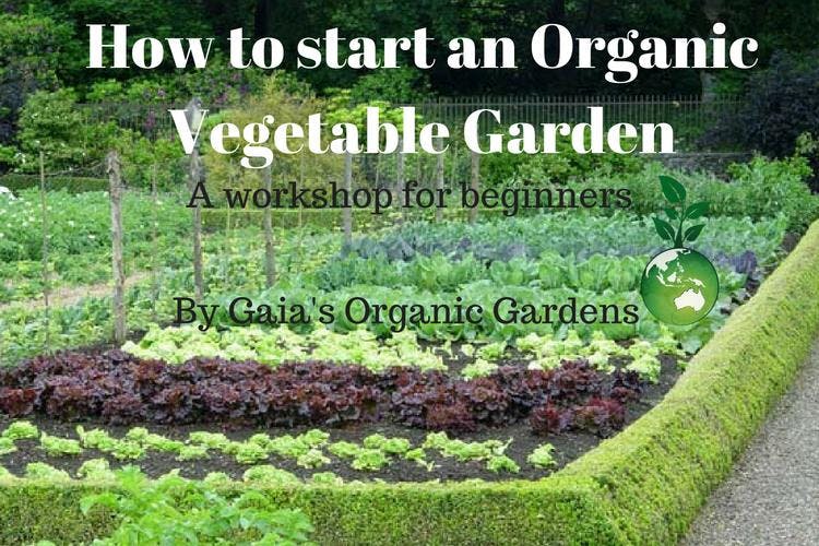 How To Start An Organic Vegetable Garden Beginners Work 16 How To Start An Organic Vegetable Garden Beginners Work