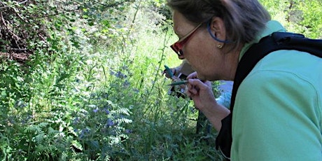 Wetland/Riparian Plants of the Front Range - Thurs., August 15; 8:30 AM - 12:30 PM