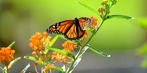 Imagem principal do evento Monarch Waystation Volunteer Day