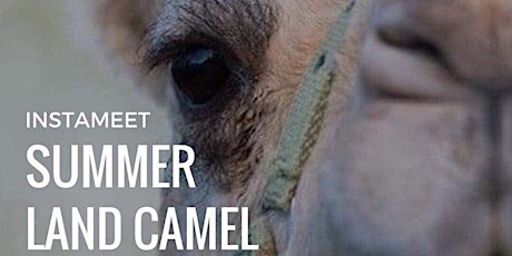 Summerland Camels Instameet primary image