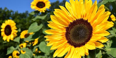 Building Resilient, Trauma-Informed Cultures