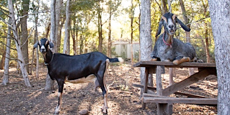 Bubbles, Brunch, and (Goat) Babies at Bee Tree Farm primary image