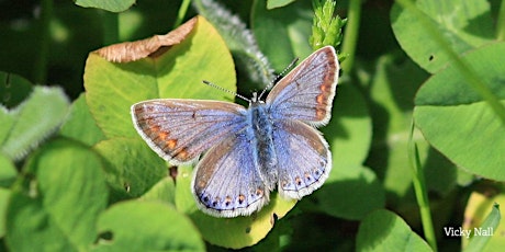 Primaire afbeelding van Butterfly ID Walk and Talk