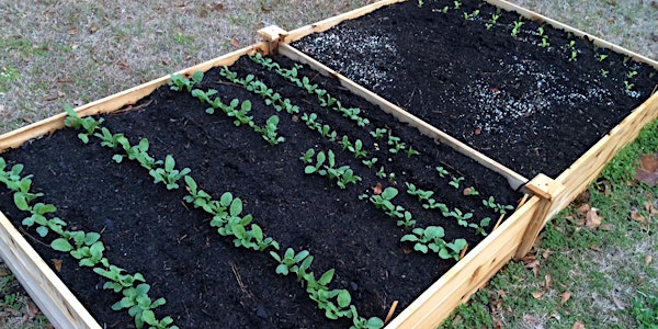 Raised Bed Gardening 101 (Part of Seven Days of Local Delights)