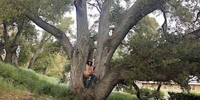 Imagem principal do evento Reading the Body Language of Trees: Walk & Talk with Alison Lancaster