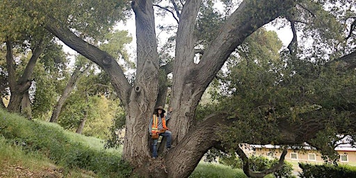 Image principale de Reading the Body Language of Trees: Walk & Talk with Alison Lancaster