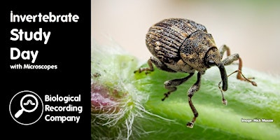 Primaire afbeelding van Invertebrate Study Day