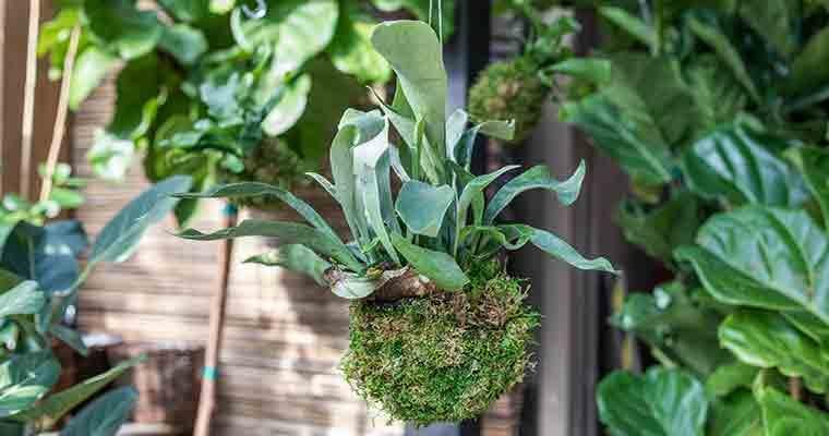 Staghorn Fern Kokedama Workshop with Kathleen Nestell