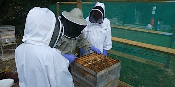 Beekeeping Beginners Course 2025 -two day introductory course
