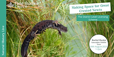 Making Space for Great Crested Newts: the District Level Licensing Scheme primary image