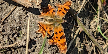 Pond Dip and Insect Bioblitz - The Paddock