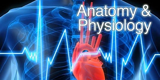 Anatomy and Physiology-Online Delivery-Adult Learning- 13.00-15.00 primary image