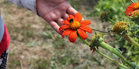 Finca Anahuac Tequio  21 de mayo  (Día del Voluntariado)