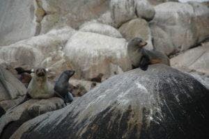 The Seals of Kanowna Island - Wilsons Promontory National Park