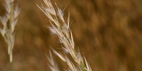 Grass ID Field Day, Clunes primary image