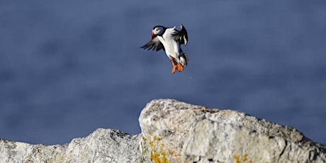 Primaire afbeelding van Explore Seabirds & Puffin Conservation on the Maine Coast with Peter Alden