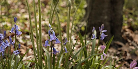 Cultivate Your Inner Garden - Virtual Forest Bathing Workshop