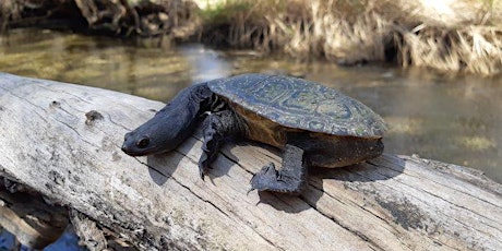 Saving Our Snake Necked Turtle Project Information Session primary image