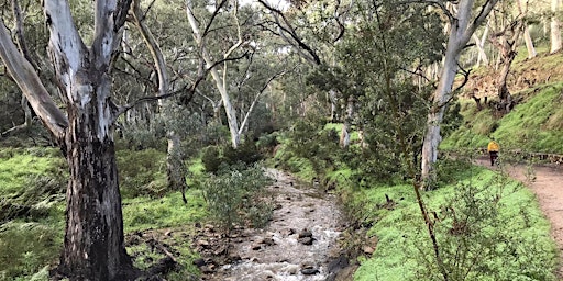 Wellness Walk in Nature (Accessible Trails) Forest Bathing Morialta primary image