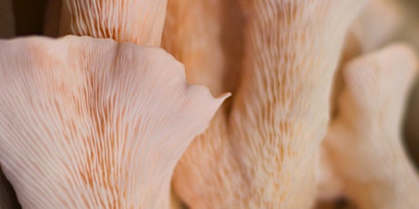 Hauptbild für Introduction to Growing Gourmet Mushrooms