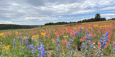 Discover Wildflowers Walk - Grand Mesa primary image