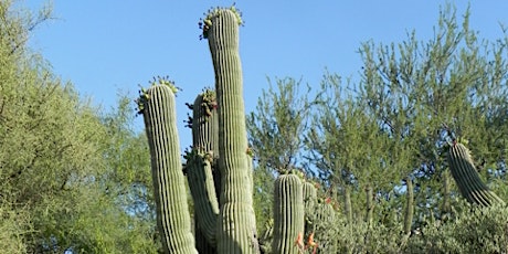 Sonoran Native Plants is a University of Arizona Campus Arboretum tour.