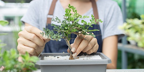 CREATE YOUR OWN BONSAI primary image