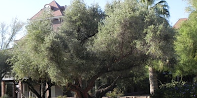 University of Arizona Campus Arboretum History, a tour of the arboretum. primary image