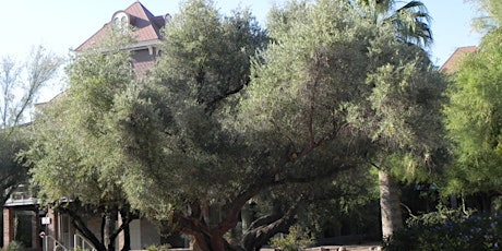 University of Arizona Campus Arboretum History, a tour of the arboretum.