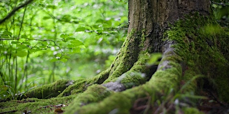 Primaire afbeelding van Forest Bathing at Darts Hill Garden Park