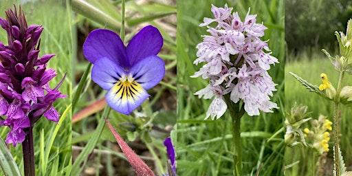 Plant ID  and BioBlitz primary image