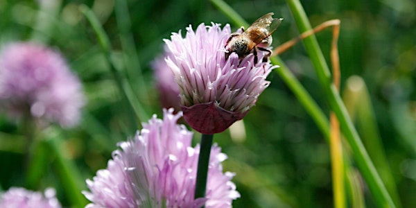 Spring Farm Tours: Blossoms, Bees & Barnyard Babies, April 27 & 28