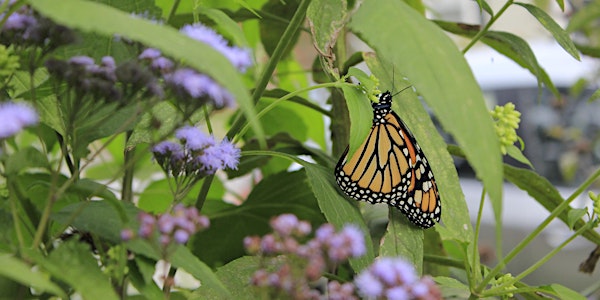 Habitat Advocate: Lepidoptera ID & Host Plants