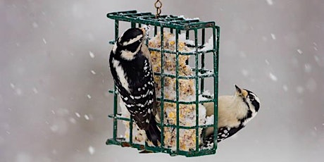 Explore the Garden Family Night: Winter Bird Feeding primary image