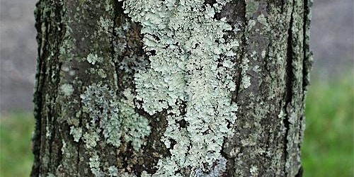 Go On A Lichen Hike primary image