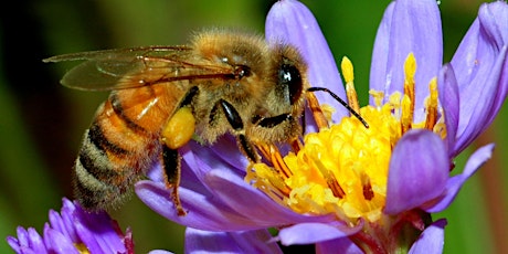 Backyard Bee Keeping primary image