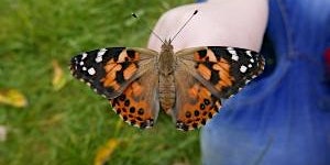 Testwood Lakes Wildlife Watch- Beautiful Butterflies