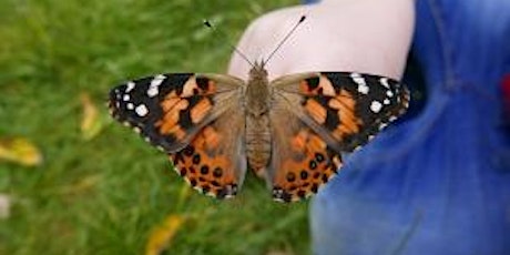 Testwood Lakes Wildlife Watch- Beautiful Butterflies