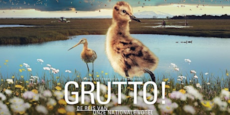 Primaire afbeelding van Grutto! De reis van onze nationale vogel