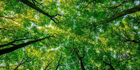 Celebrate Earth Day/Week: Forest Bathing at Silverwood Park