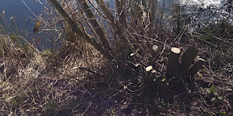 Coppicing at Hartshill Hayes Country Park primary image