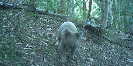 Koala Workshop primary image