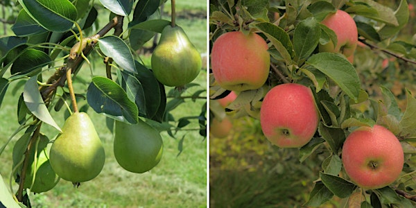 Advancing Your Orchard Management Workshop
